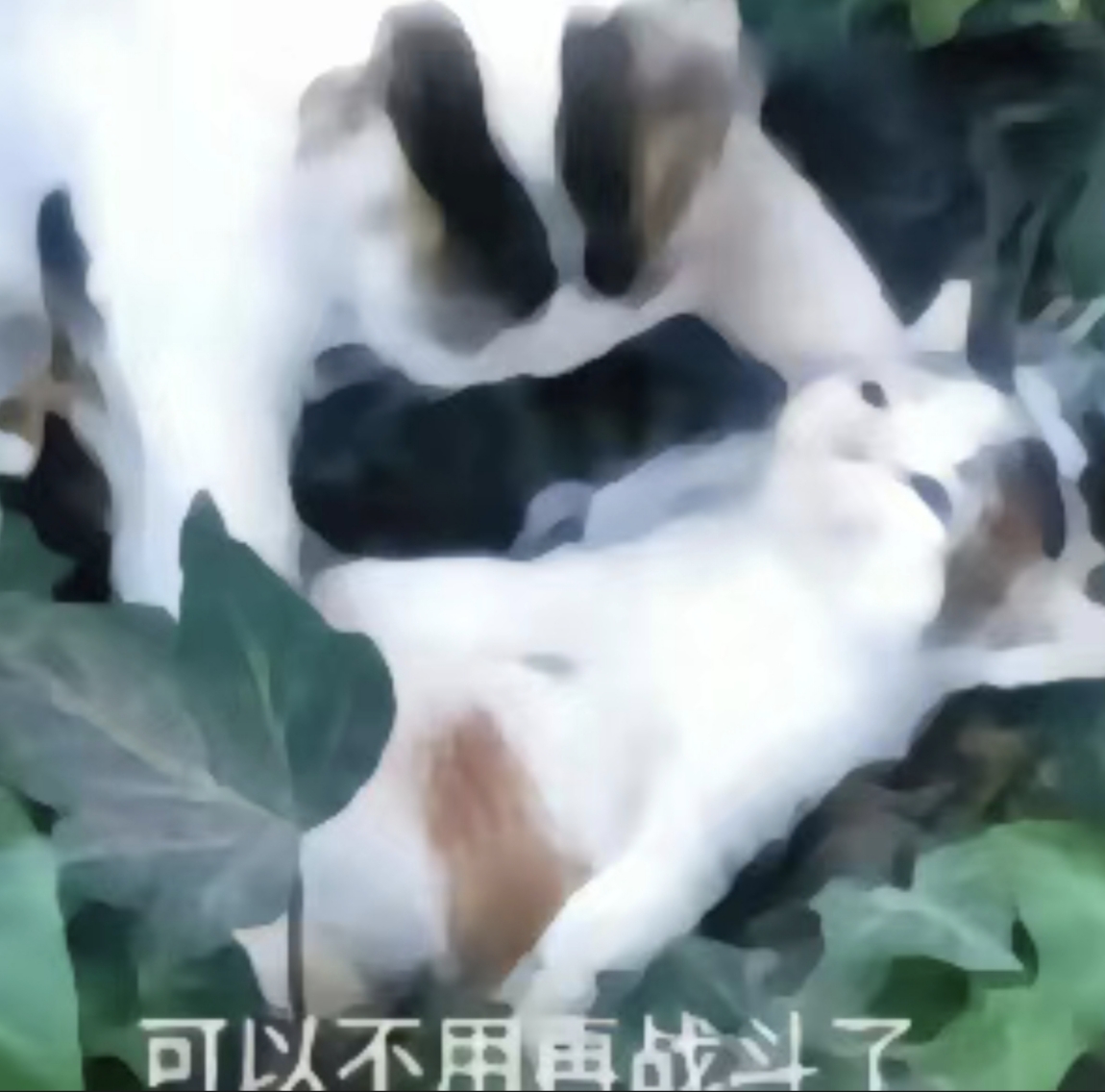 显示图片